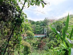 -西双版纳原始森林公园