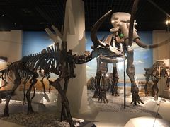 -国家自然博物馆