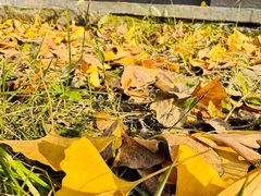 -四川大学(华西校区)