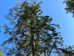 -春花秋色城市公园