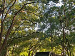 -上海佘山国家森林公园天马山园