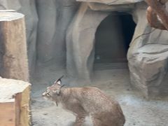 -青藏高原野生动物园