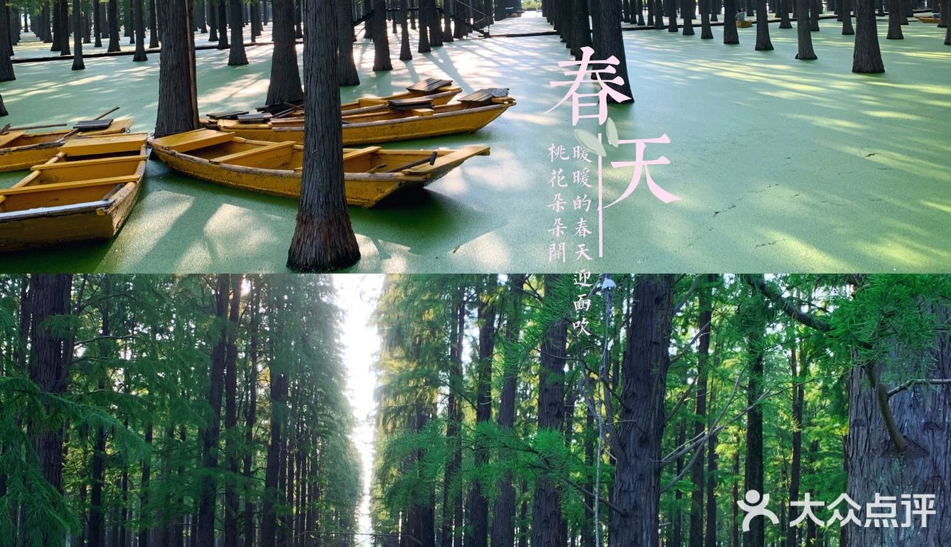 扬州｜超适合拍照的水上森林🌲