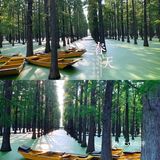 扬州｜超适合拍照的水上森林🌲