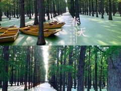 -渌洋湖湿地公园
