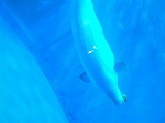 -海合安成都极地海洋公园