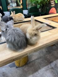 -神奇动物撸宠馆·羊驼·小浣熊·异宠(豫园店)