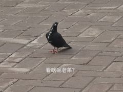 -洛阳白马寺