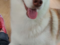 -Husky Go! 哈士奇体验馆·宠物咖啡厅狗咖