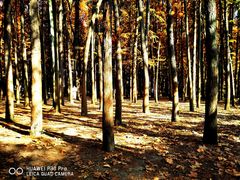 -上海共青森林公园