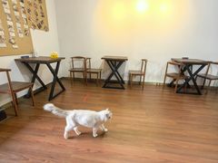 -楼上猫咖(罗湖店)
