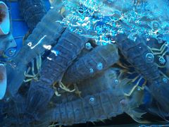 -金苑海鲜酒家(来魅力店)