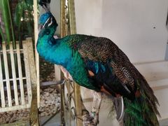 -西双版纳融创皇冠假日度假酒店