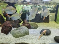 -無招牌海鮮(芽笼店)