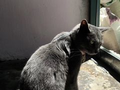 -喵屿·大理花园猫咖