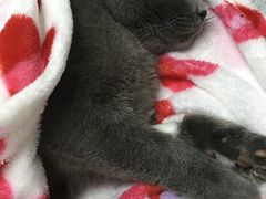 -达爱动物医院·犬猫分区·CT·复杂眼科(远洋山水分院)