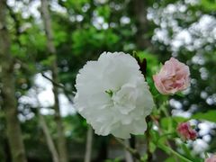 -柳侯公园