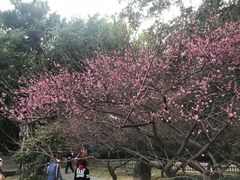 景点-金鸡山公园