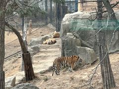 -大连森林动物园