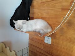 -喵屿·大理花园猫咖