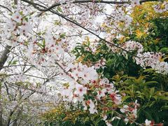 -高东镇樱花园