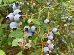 -金谷域澳洲庄园