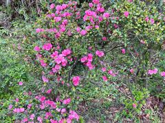 -梧桐山风景名胜区