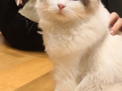 -猫和宫(六道口店)