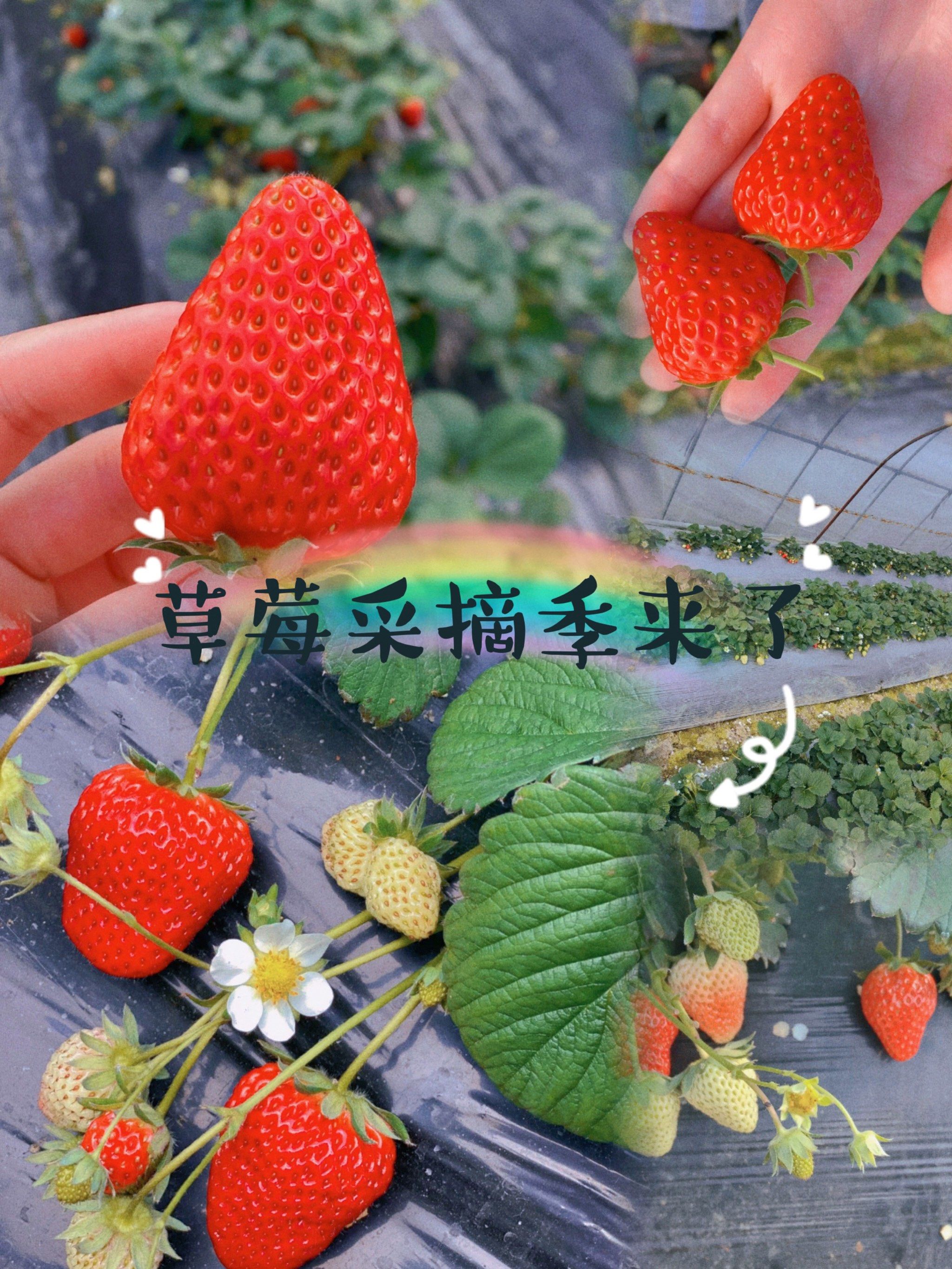 合肥春日采摘|长丰草莓采摘开始咯91