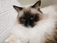 -PETKIT 小佩宠物·低压洗护·美容·寄养(安远店)