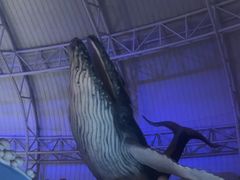 -烟台海昌鲸鲨海洋公园