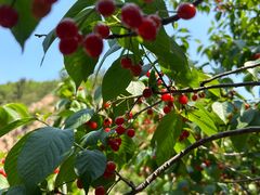 -北宅大永樱桃采摘基地(崂山总部)