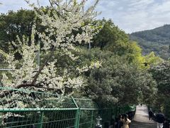 -树山生态村