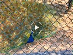 -北京鹿世界主题园