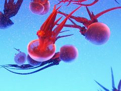 -上海海洋水族馆