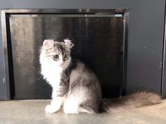 -瞄一喵猫咖(格力海岸店)