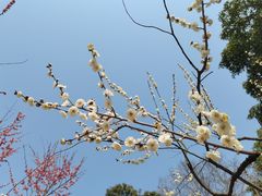 -无锡梅园公园