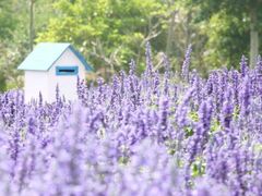 -广东花都香草世界旅游度假区