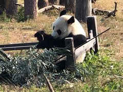 -沈阳森林动物园