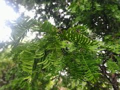 -广州神农草堂中医药博物馆