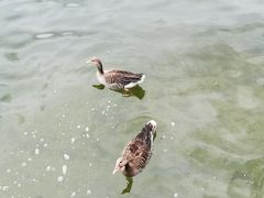-柯尼希湖
