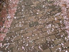 -洋湖国家湿地公园