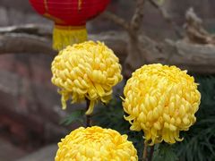 -广州莲花山旅游区