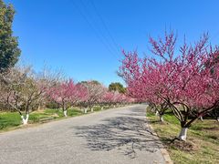 -上海海湾国家森林公园