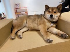 -柴务处·柴犬主题狗咖
