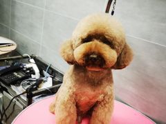 -宠福鑫康馨动物医院·骨科·眼科