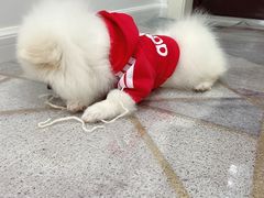 -翊宠yipet猫狗购宠庄园犬舍•猫舍