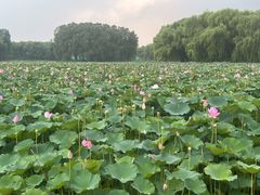 -东郊湿地公园