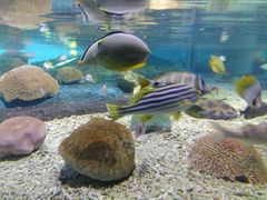 -北戴河圣蓝海洋公园