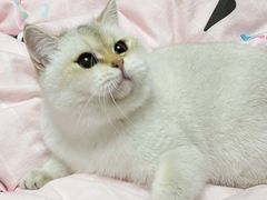-翊宠yipet猫狗购宠庄园犬舍•猫舍